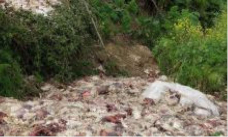 Kaynarca`da Çevreye Gelişi Güzel Ölü Tavuk Atanlara İçin Soruşturma Hızla Devam ediyor