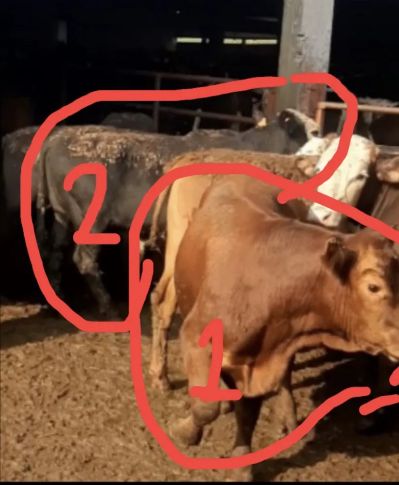 Kaynarcada 2 Tosun Kayıp Aranıyor