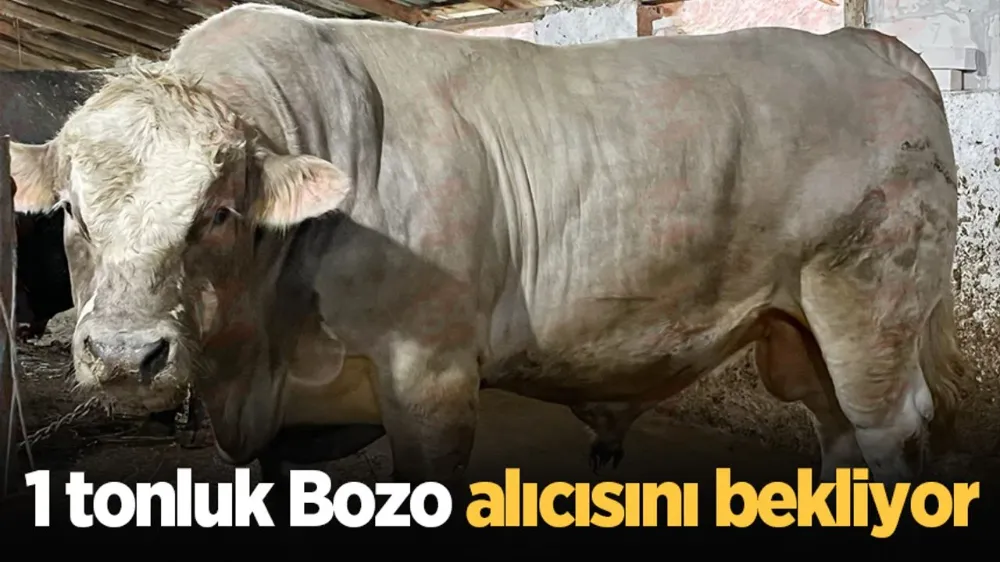 1 tonluk 