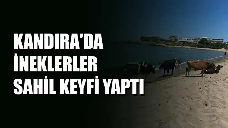 Kandıra’da ineklerler sahil keyfi yaptı