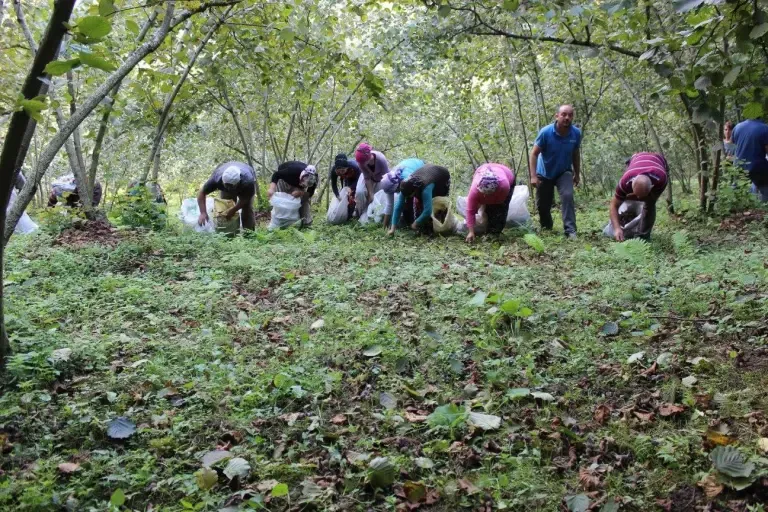 Sakarya Genelinde  ve  Kaynarcada Fındık toplama ücretleri belli oldu